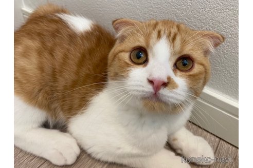 成約済の茨城県のスコティッシュフォールド-92686の4枚目