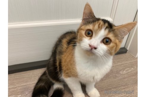 成約済の茨城県のスコティッシュフォールド-92688の5枚目