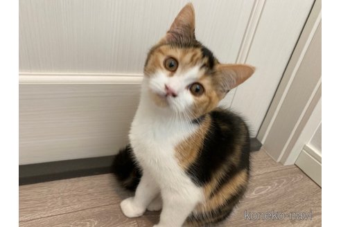 成約済の茨城県のスコティッシュフォールド-92688の4枚目