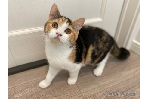 成約済の茨城県のスコティッシュフォールド-92688の1枚目