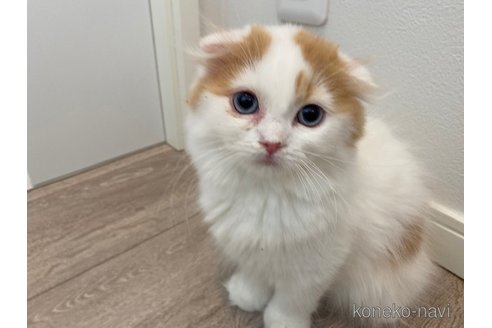 商談中の茨城県のスコティッシュフォールド-92691