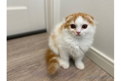 成約済の茨城県のスコティッシュフォールド-92692の8枚目
