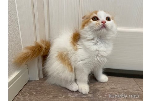 成約済の茨城県のスコティッシュフォールド-92692の6枚目
