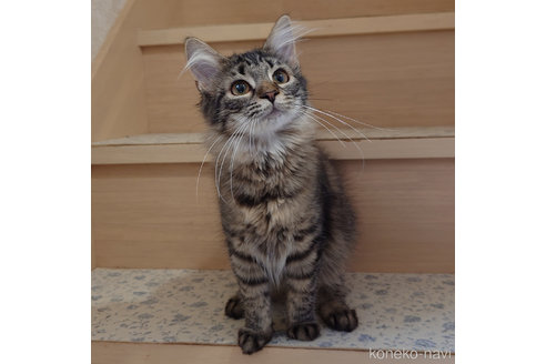 成約済の埼玉県のノルウェージャンフォレストキャット-79515の2枚目