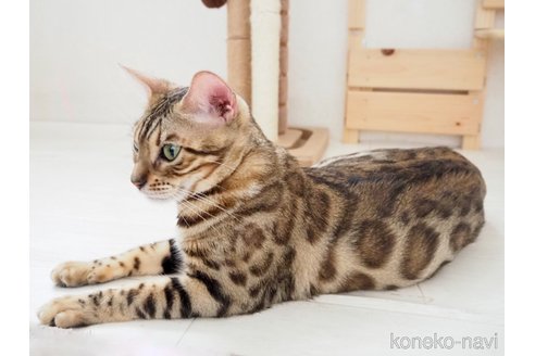 Beniちゃん1枚目