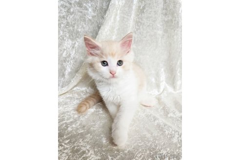 成約済の神奈川県のノルウェージャンフォレストキャット-92733の8枚目
