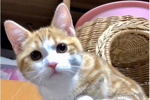 ロックンくん1枚目