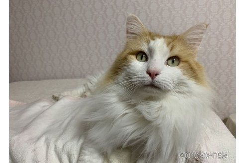 の愛知県の-