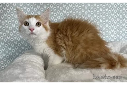 成約済の愛知県のメインクーン-83534の3枚目