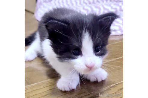 成約済の岡山県のメインクーン-92753の5枚目