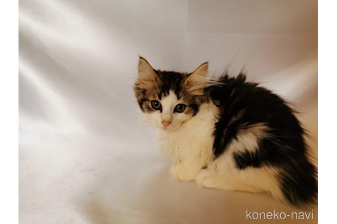 成約済の兵庫県のノルウェージャンフォレストキャット-86499の6枚目