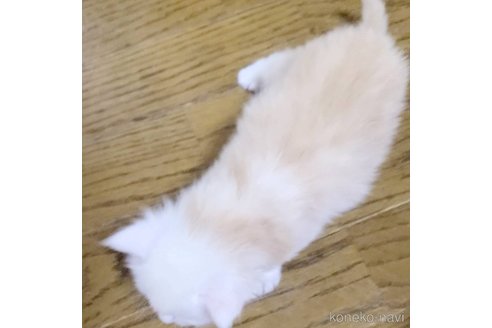 成約済の岡山県のメインクーン-92755の5枚目