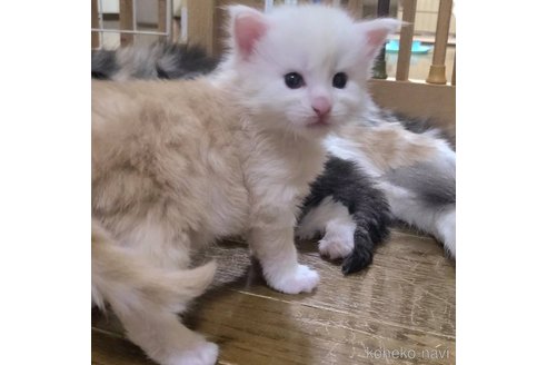 成約済の岡山県のメインクーン-92755の3枚目