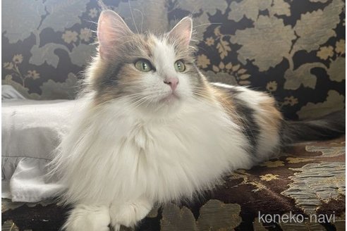 ミケラちゃん1枚目