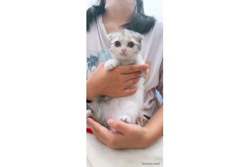 成約済の岡山県のスコティッシュフォールド(折れ耳)-92760の2枚目