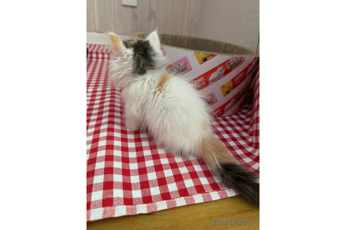 販売中の大阪府のミヌエット(短足)-92768の2枚目