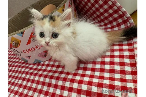 販売中の大阪府のミヌエット(短足)-92768の3枚目