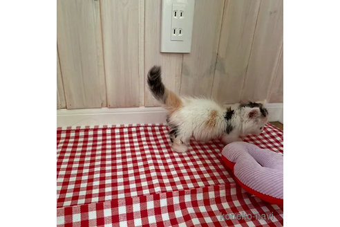 販売中の大阪府のミヌエット(短足)-92768の4枚目