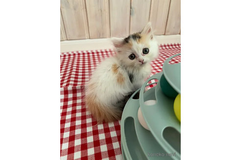 販売中の大阪府のミヌエット(短足)-92768の6枚目