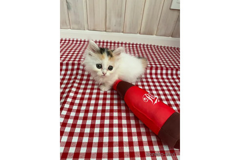 販売中の大阪府のミヌエット(短足)-92768の8枚目