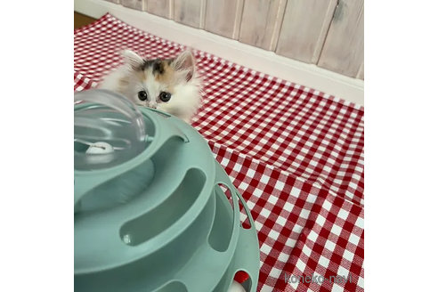 販売中の大阪府のミヌエット(短足)-92768の7枚目