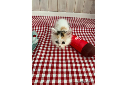 販売中の大阪府のミヌエット(短足)-92768の5枚目