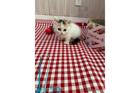 販売中の大阪府のミヌエット(短足)-92768の9枚目