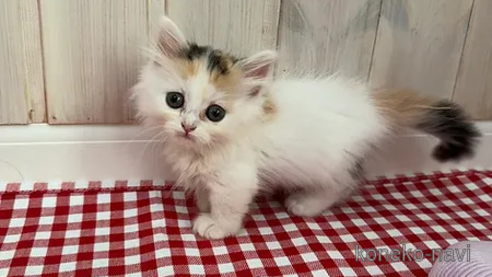 販売中の大阪府のミヌエット(短足)-92768の1枚目