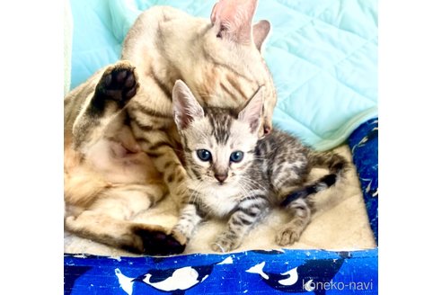 成約済の東京都のベンガル-91542の44枚目