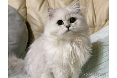 しおちゃん1枚目