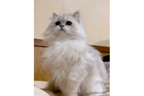 さくくん1枚目