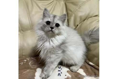 成約済の茨城県のペルシャ(チンチラ)-92775の1枚目