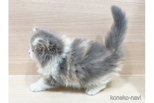成約済の千葉県のラガマフィン-92777の2枚目