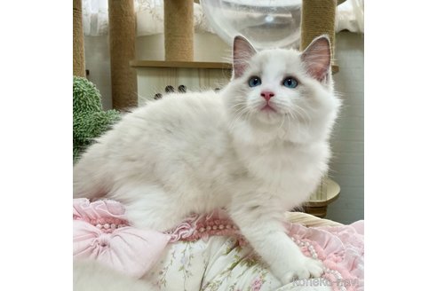 成約済の埼玉県のラグドール-92778の2枚目