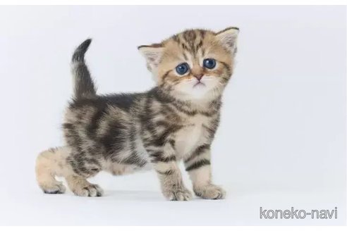 成約済の長野県のエキゾチックショートヘア-92781の2枚目