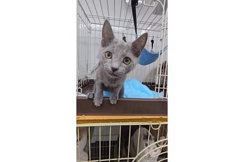 成約済の東京都のロシアンブルー-88106の4枚目