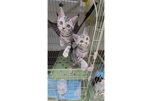 成約済の東京都のマンチカン-88828の2枚目