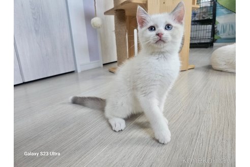 成約済の福岡県のマンチカン-91122の11枚目