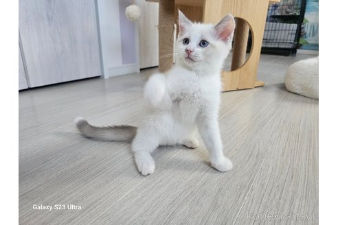 成約済の福岡県のマンチカン-91122の6枚目