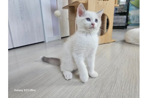 成約済の福岡県のマンチカン-91122の7枚目