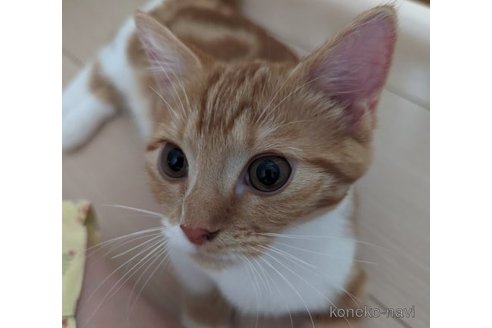  小桃ちゃん1枚目
