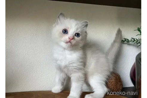成約済の埼玉県のラグドール-92801の4枚目
