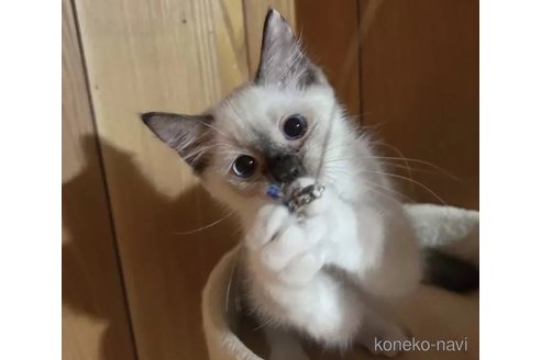 成約済の埼玉県のラグドール-90765の4枚目