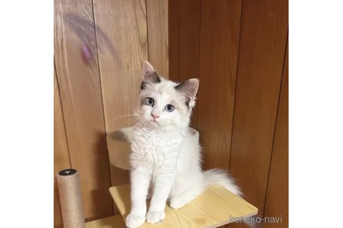 成約済の埼玉県のラグドール-90764の3枚目