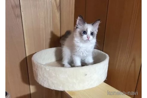 成約済の埼玉県のラグドール-90763の2枚目