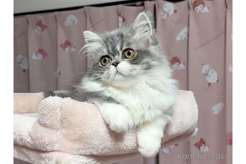 成約済の愛媛県のミヌエット-92839の7枚目