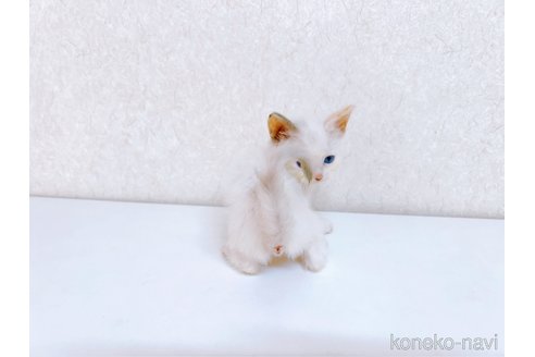 成約済の東京都のラグドール-92854の4枚目