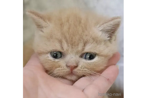 成約済の埼玉県のスコティッシュフォールド-92857の4枚目
