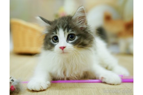成約済の千葉県のノルウェージャンフォレストキャット-92859の5枚目