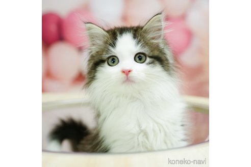 成約済の千葉県のノルウェージャンフォレストキャット-92860の1枚目